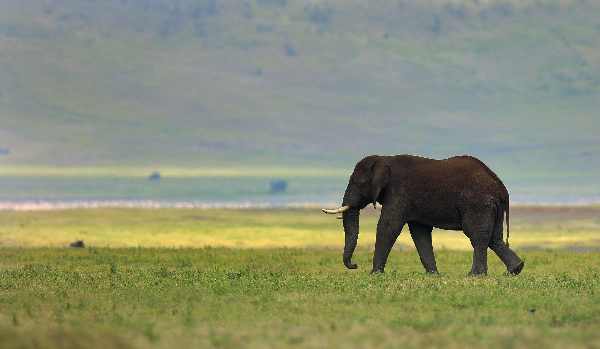 2048x1193 animals elephants wallpaper and background. Animal