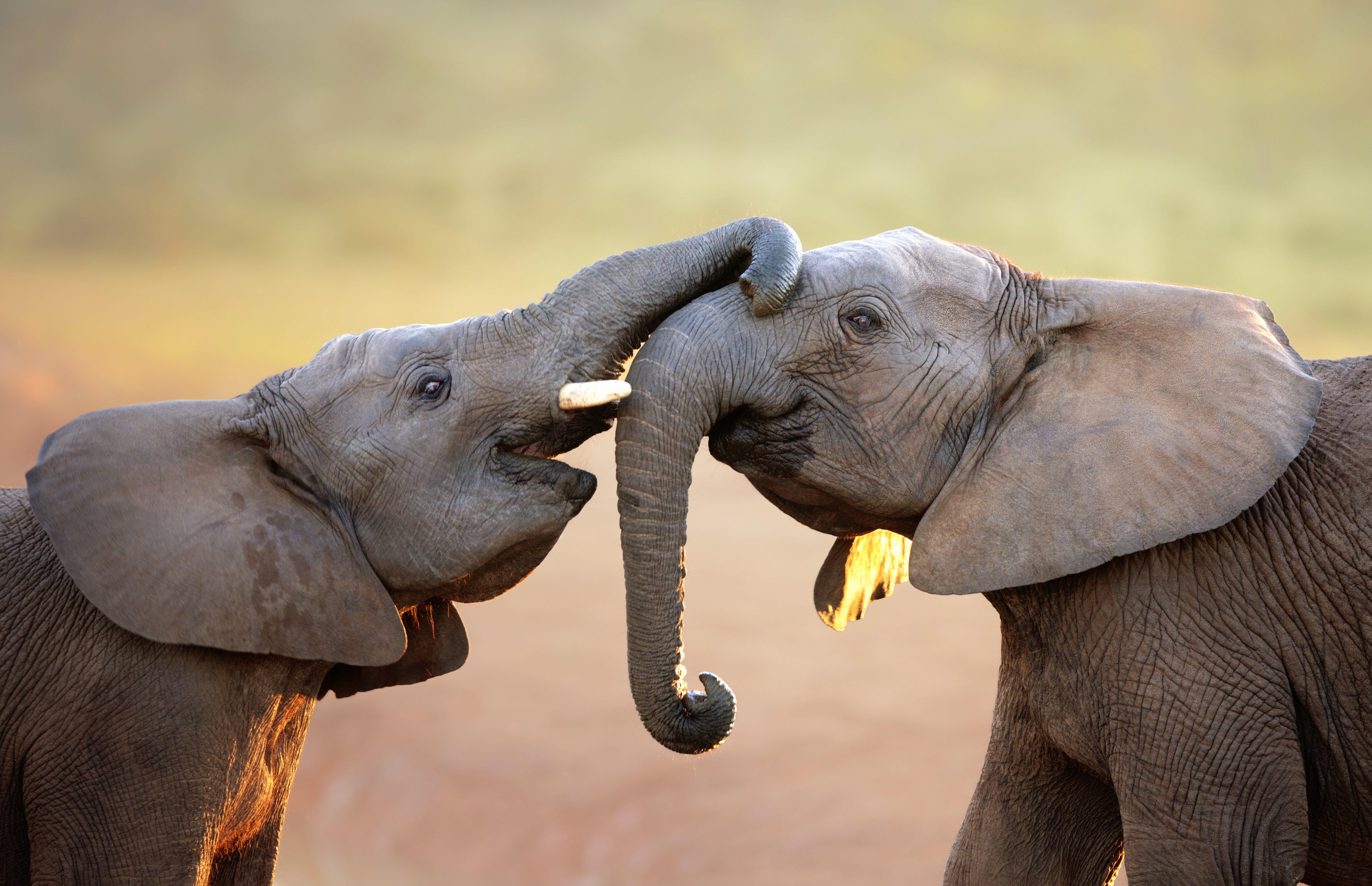 6600x4262 Desktop Elephant HD Wallpaper
