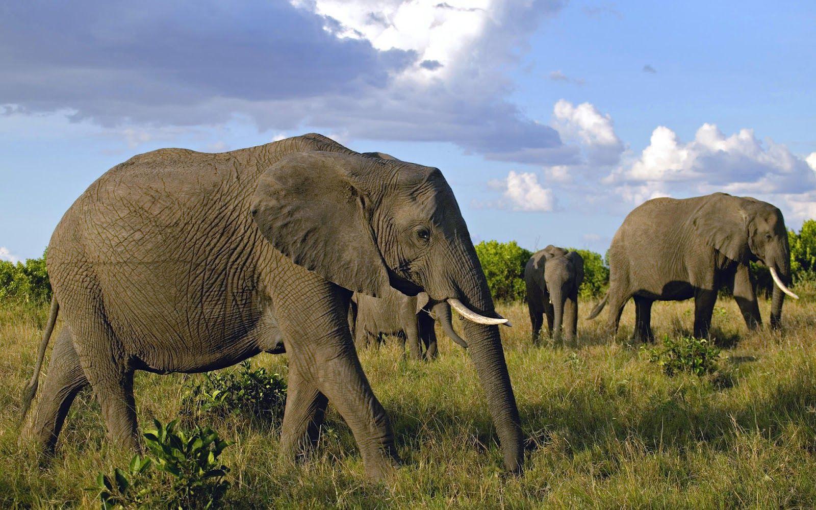 1600x1000 HD Elephants Wallpaper and Photowallpaper