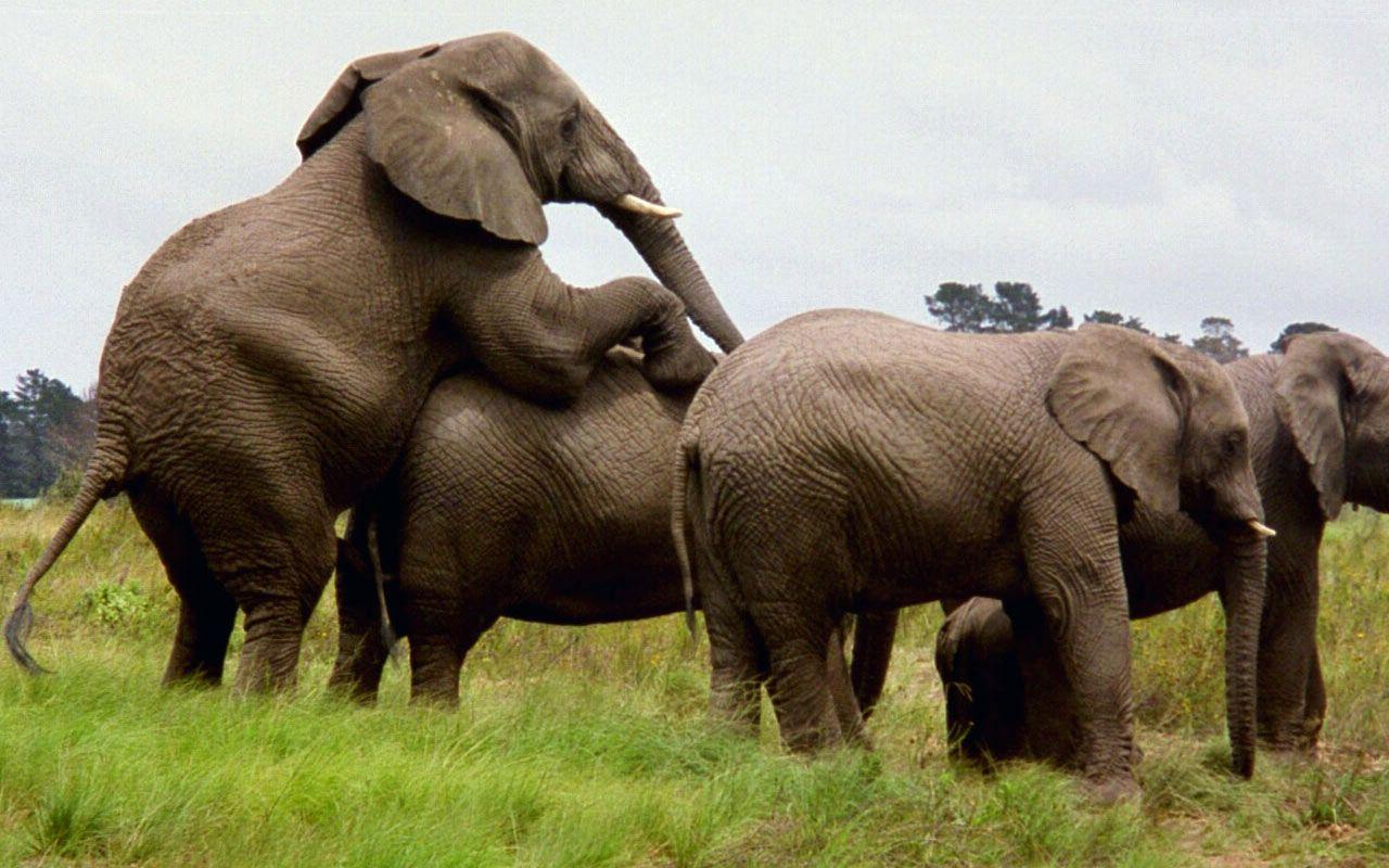 1280x800 Animals