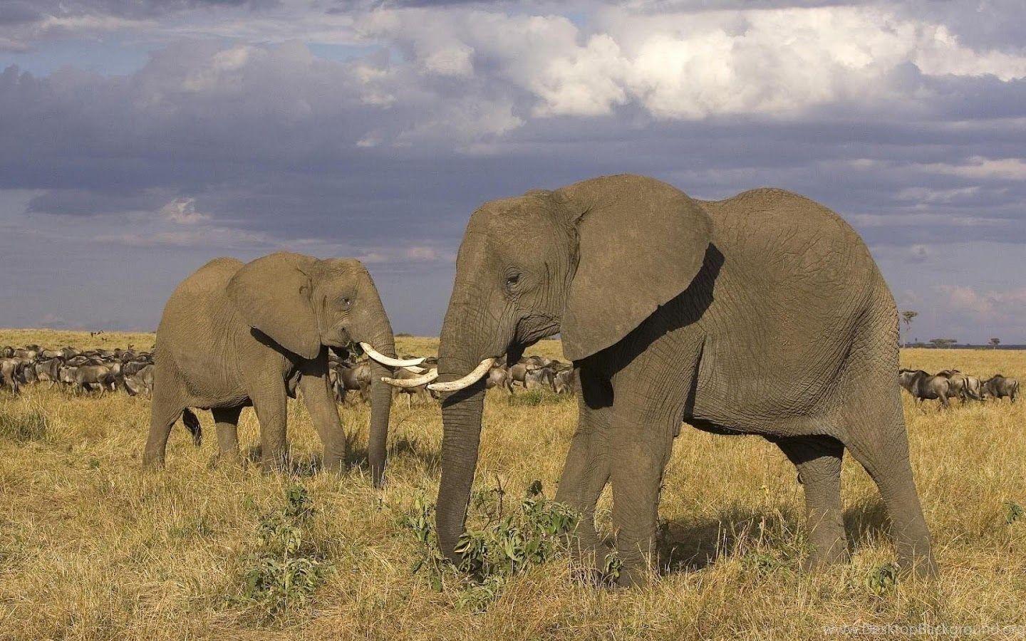 1440x900 HD Elephants Wallpaper And Photo Desktop Background