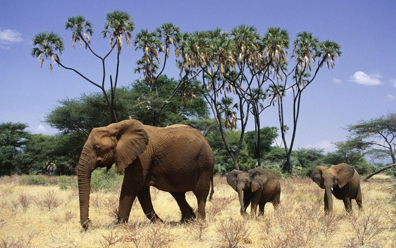 1280x804 Elephants and cubs wallpaper. Elephants and cubs