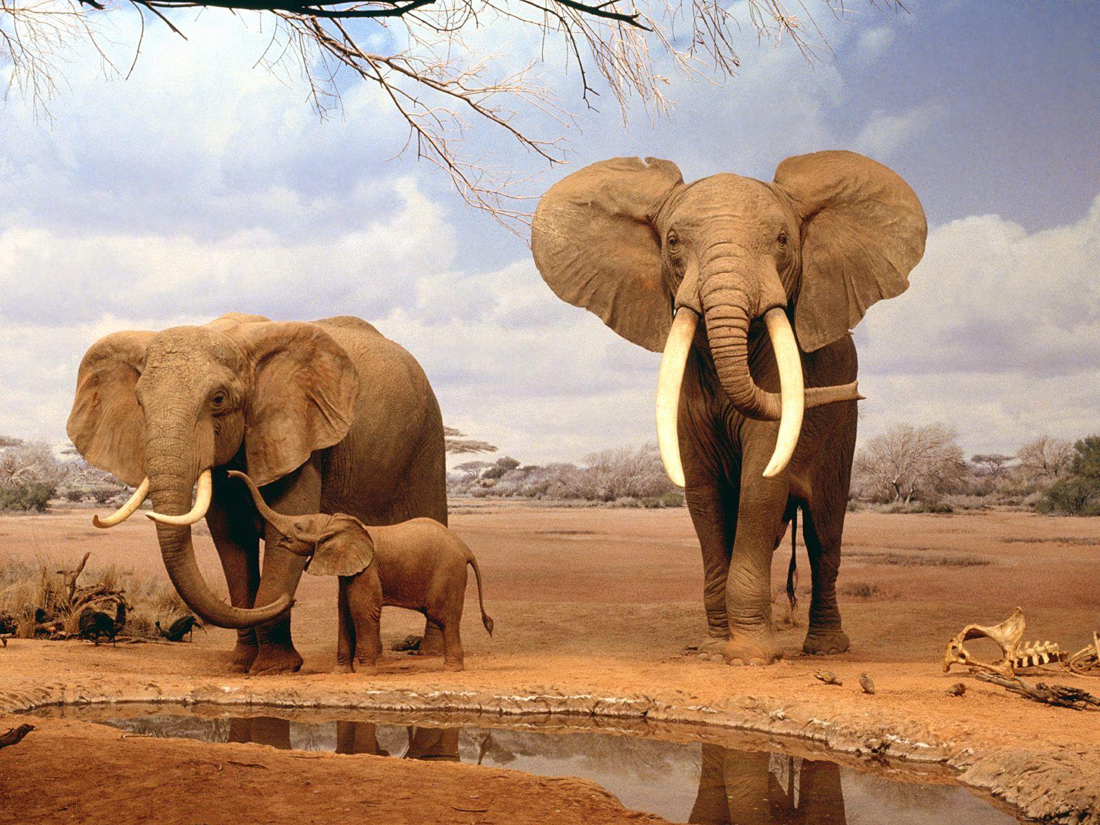 1600x1200 Are We There Yet Elephants Wallpaper