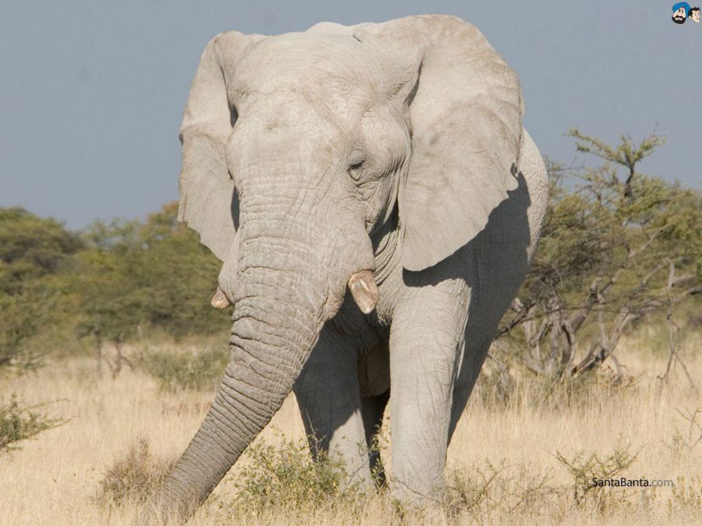 1024x768 Elephants Wallpaper
