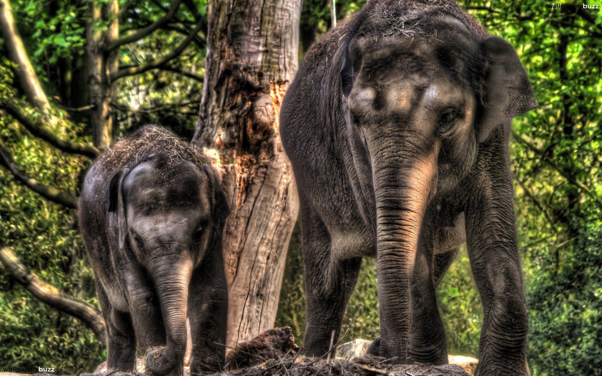 1920x1200 Two Elephants HD Wallpaper