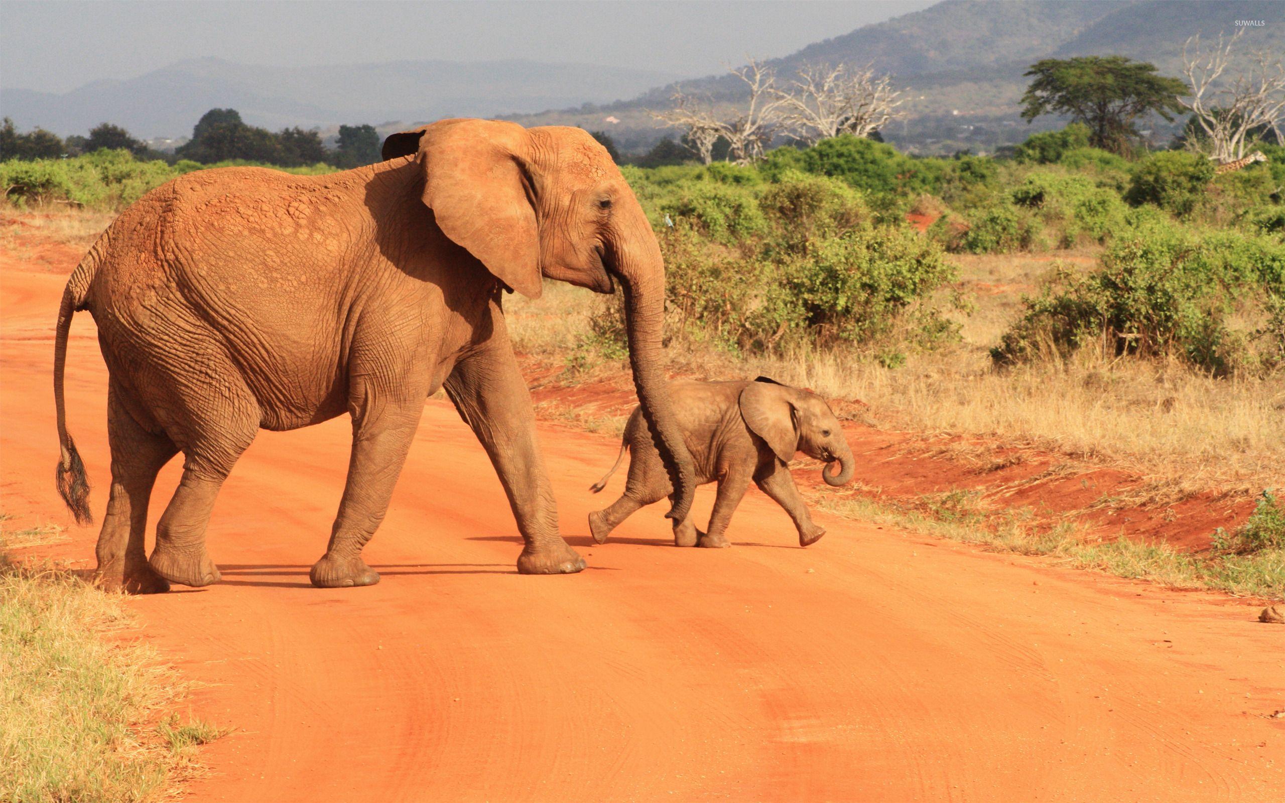 2560x1600 Elephants [6] wallpaper wallpaper
