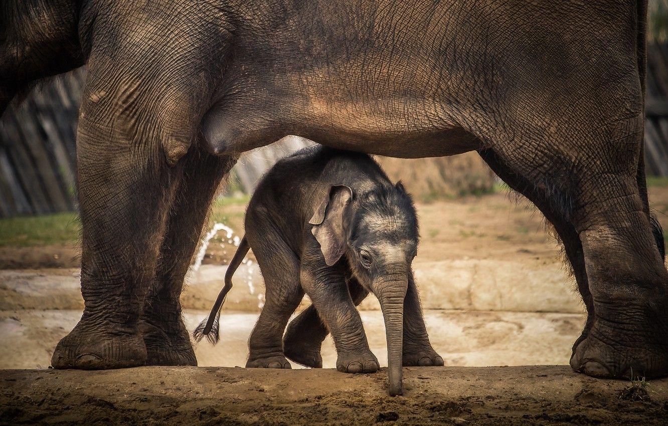 1332x850 Wallpaper nature, background, elephants image for desktop