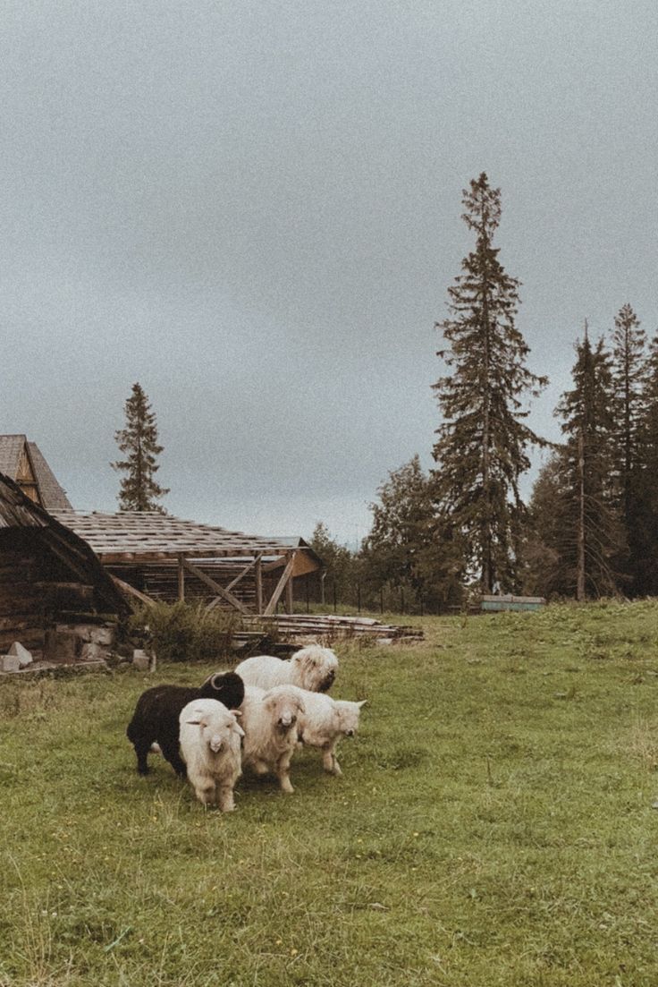 736x1103 aesthetic cosy cottage wallpaper
