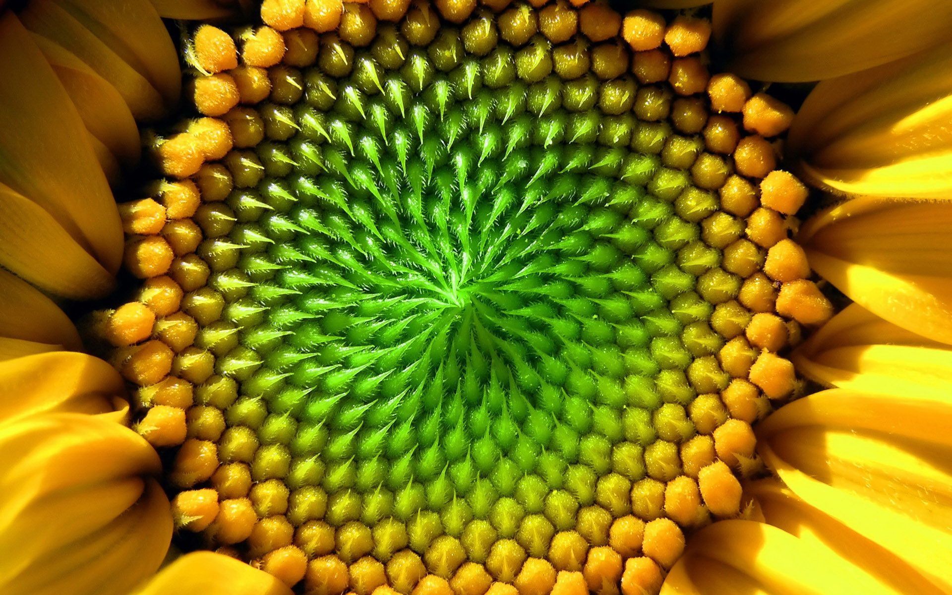 Geometric Sunflower Wallpapers - Top Free Geometric Sunflower