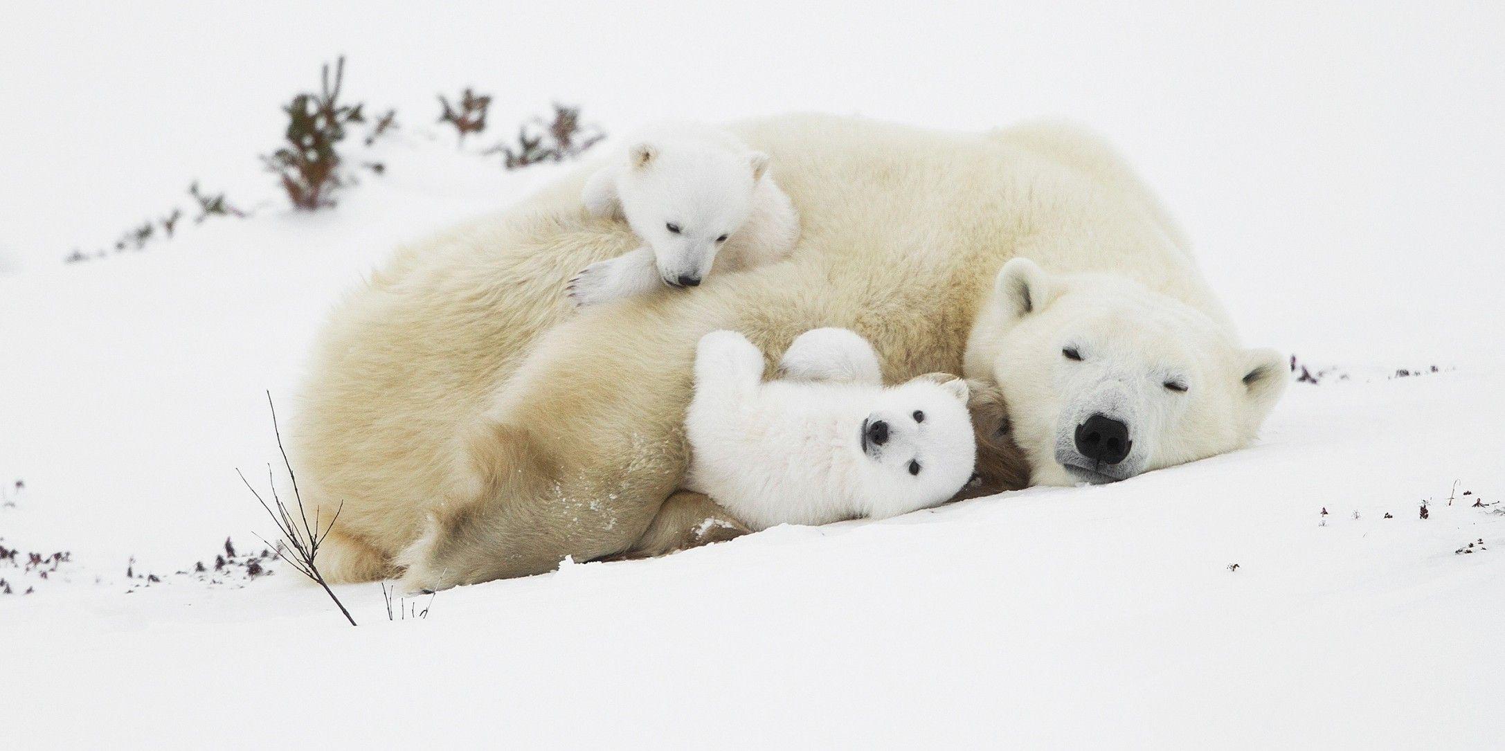 2174x1085 Download 2174x1085 Polar Bears, Cub, Cute, Fluffy, Snow