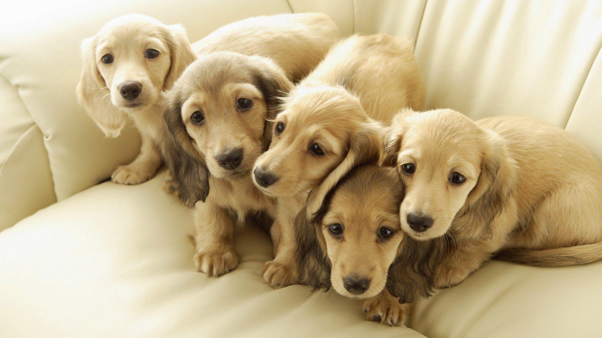 1920x1080 Download 1920x1080 Pupies, Cute, Family Wallpaper