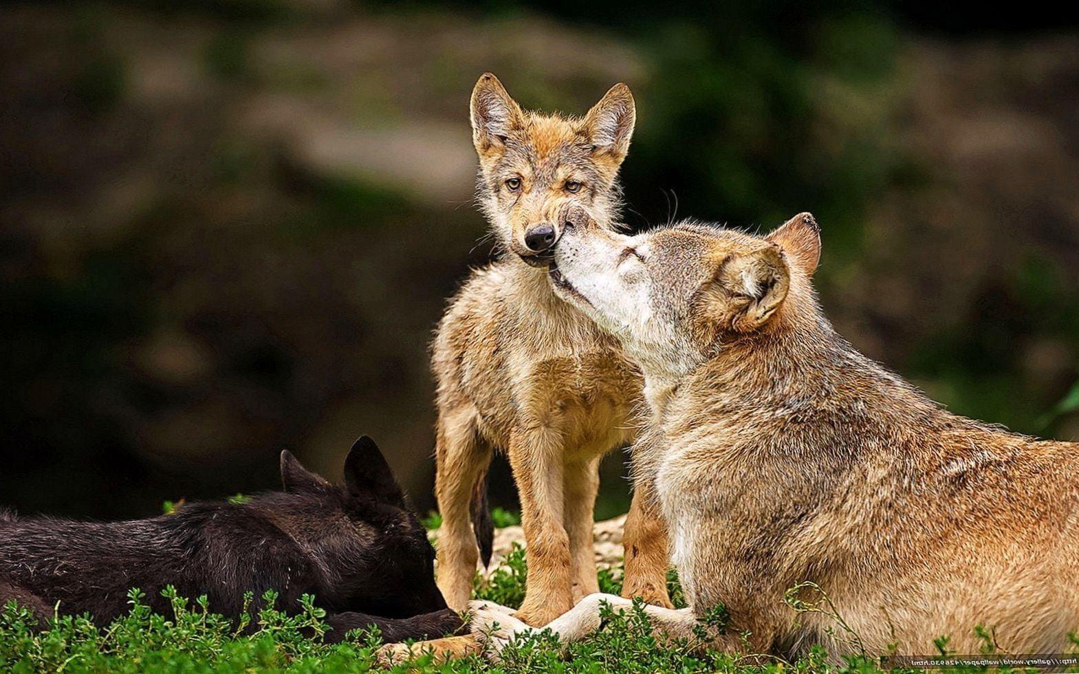 1569x980 Cute Wolf Family Wallpaper Wallpaper.Pro
