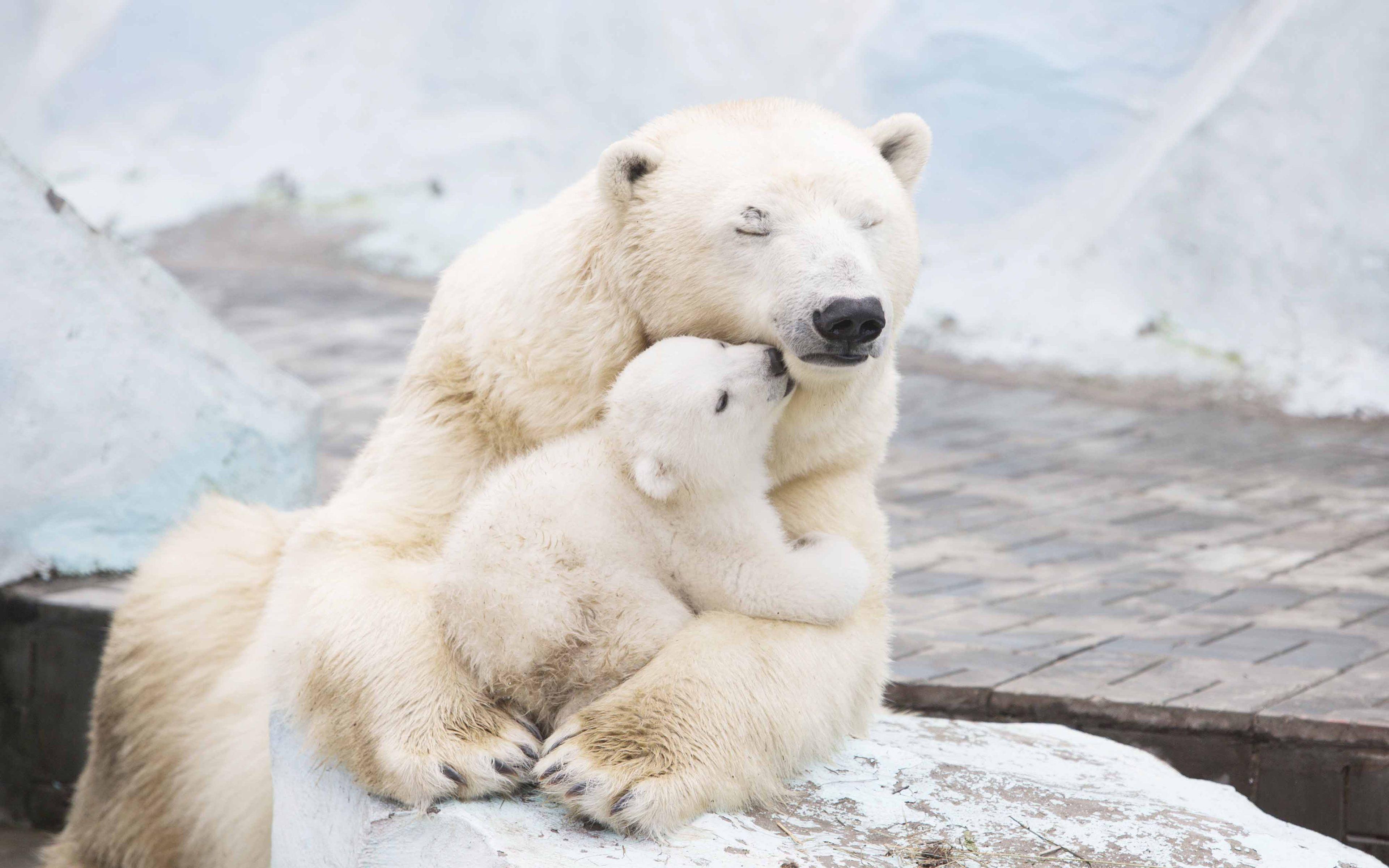 3840x2400 Cute Polar Bear Family Widescreen Wallpaper 66743 3840x2400px