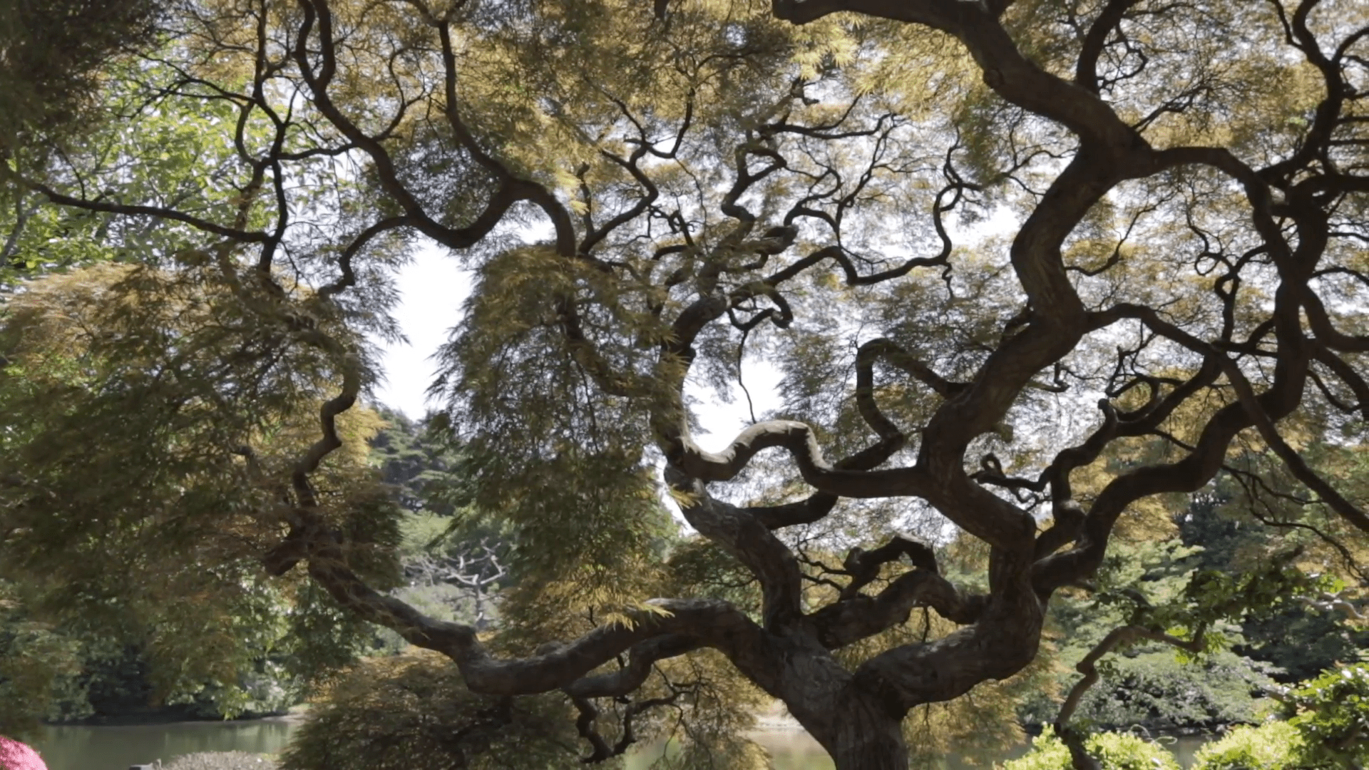 1920x1080 Large Bonsai Tree In Shinjuku Gyoen National Garden