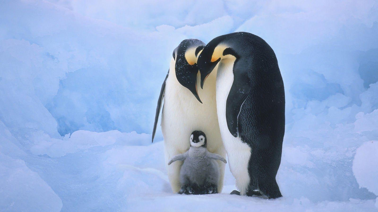 1600x900 Cute Penguin Family