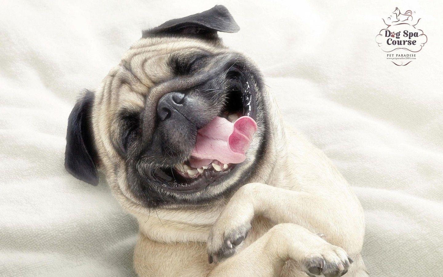 1440x900 Pet Advertising Wallpaper 31857 Design