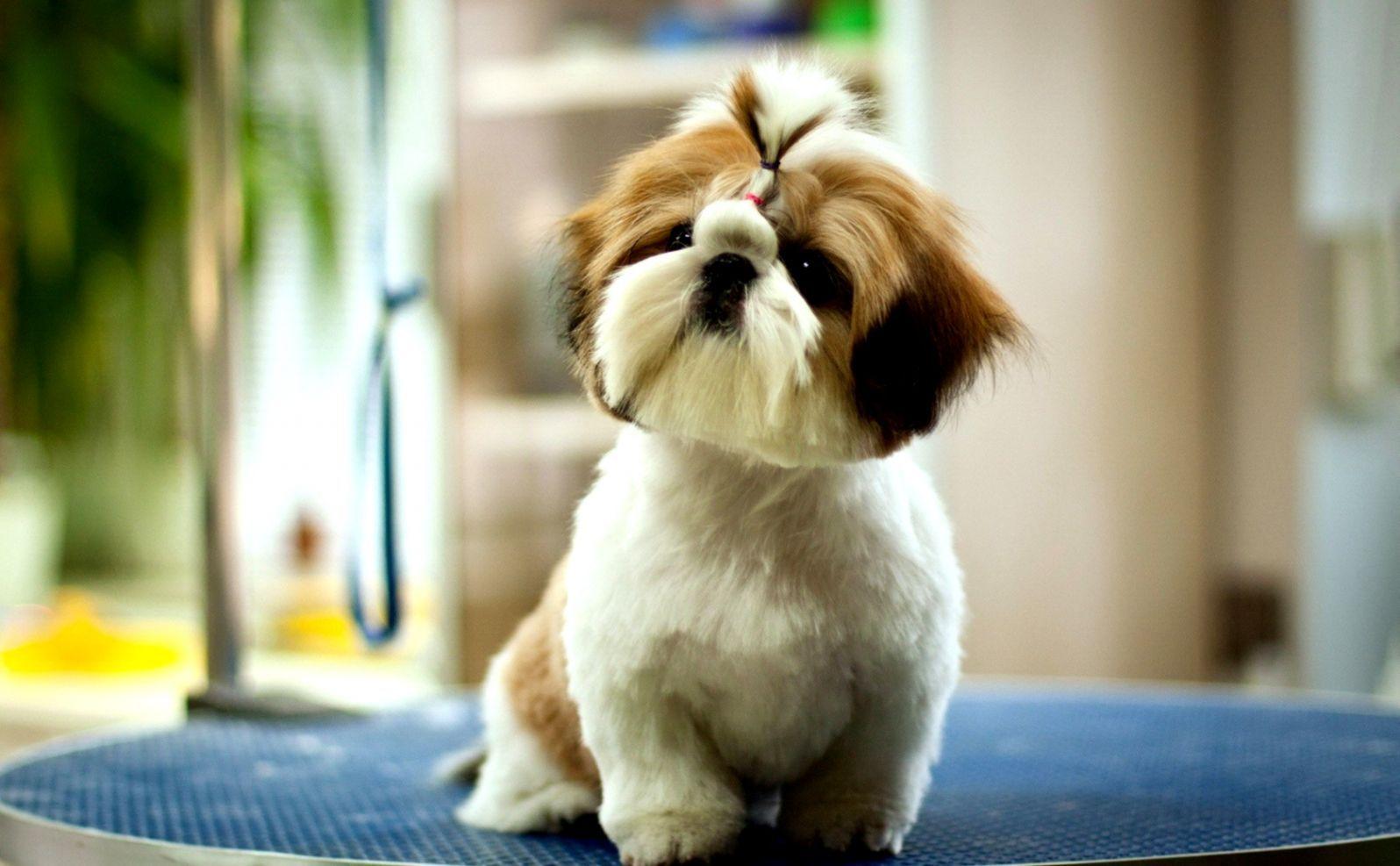 1596x987 Cute Pets Cute Pets Wallpaper Animal