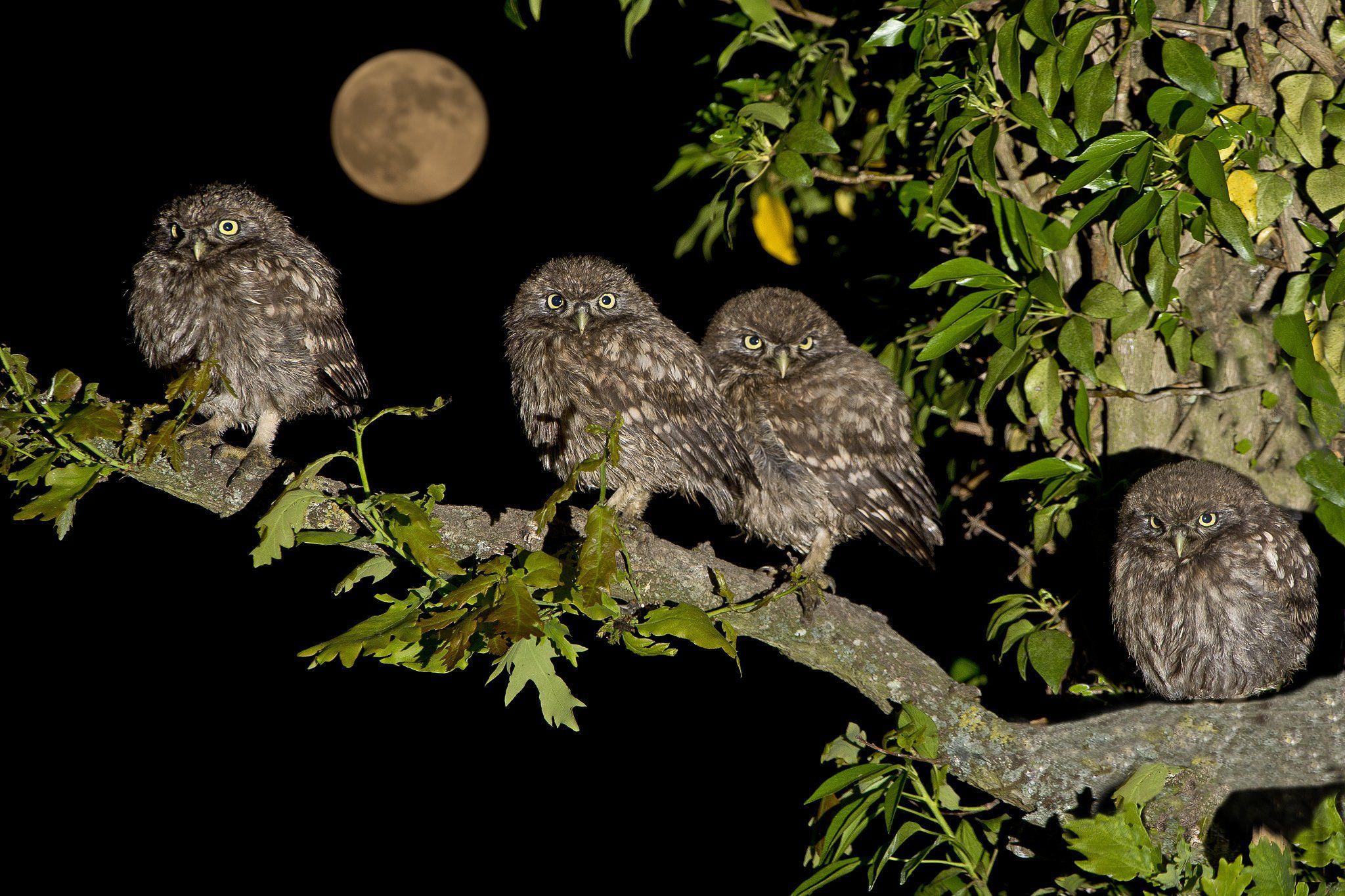2048x1365 owl, Owls, Birds, Quartet, Little, Family, Tree, Branch