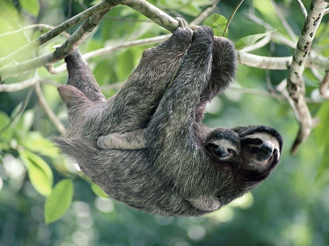 1152x864 Download wallpaper 1152x864 sloths, family, tree, pair