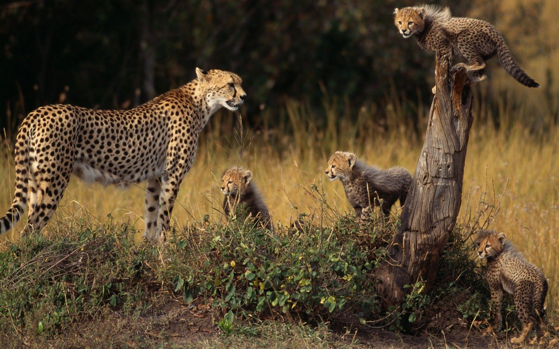 1920x1200 #baby, #cheetahs, #animals, #Family, #animals