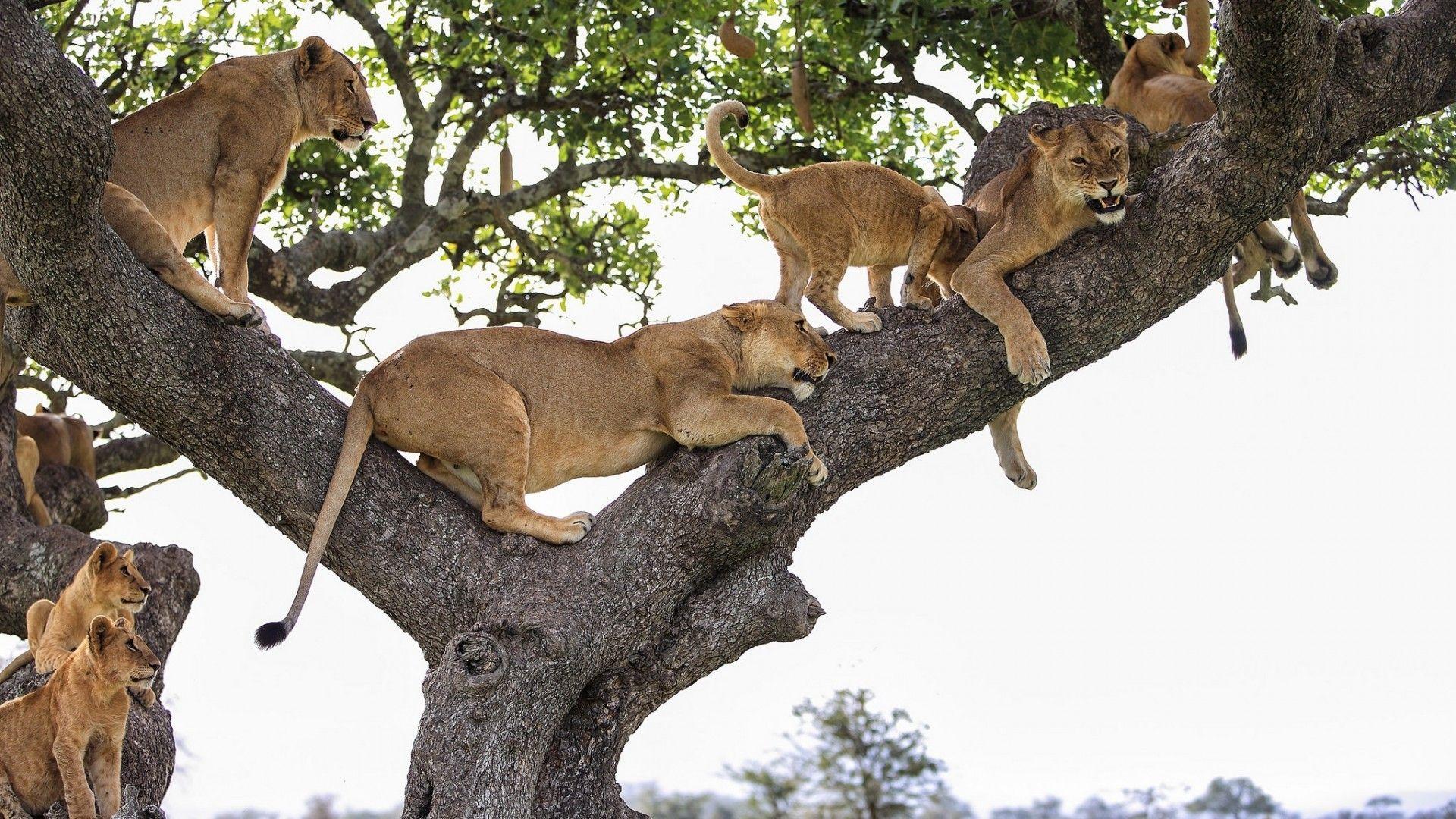1920x1080 Download 1920x1080 Lion Family, Tree, Predator Wallpaper