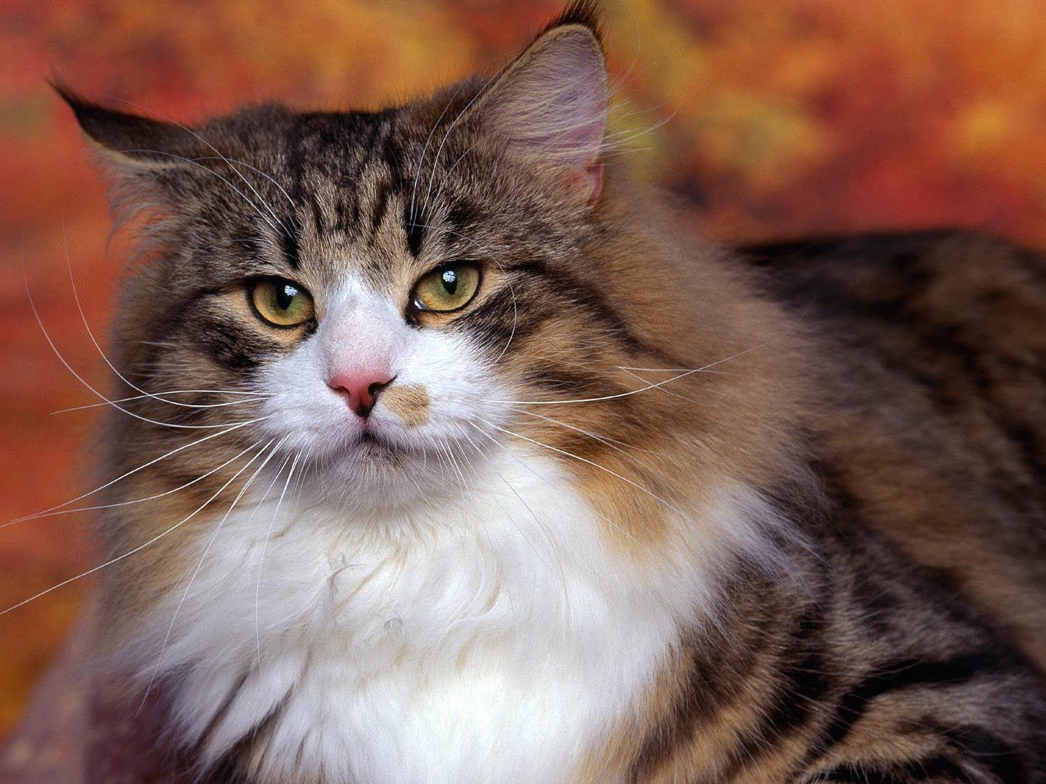 1504x1128 Norwegian, Forest, Cat, HD Cat Wallpaper, Kittens, Puffy