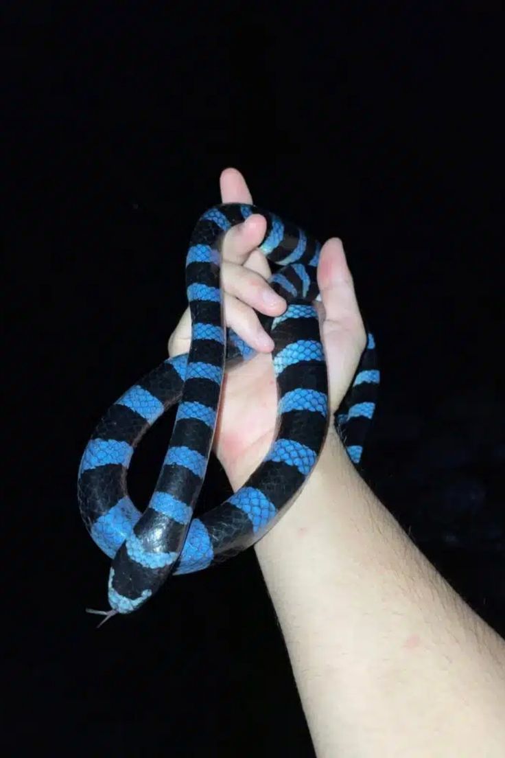 736x1104 Blue Lipped Sea Krait
