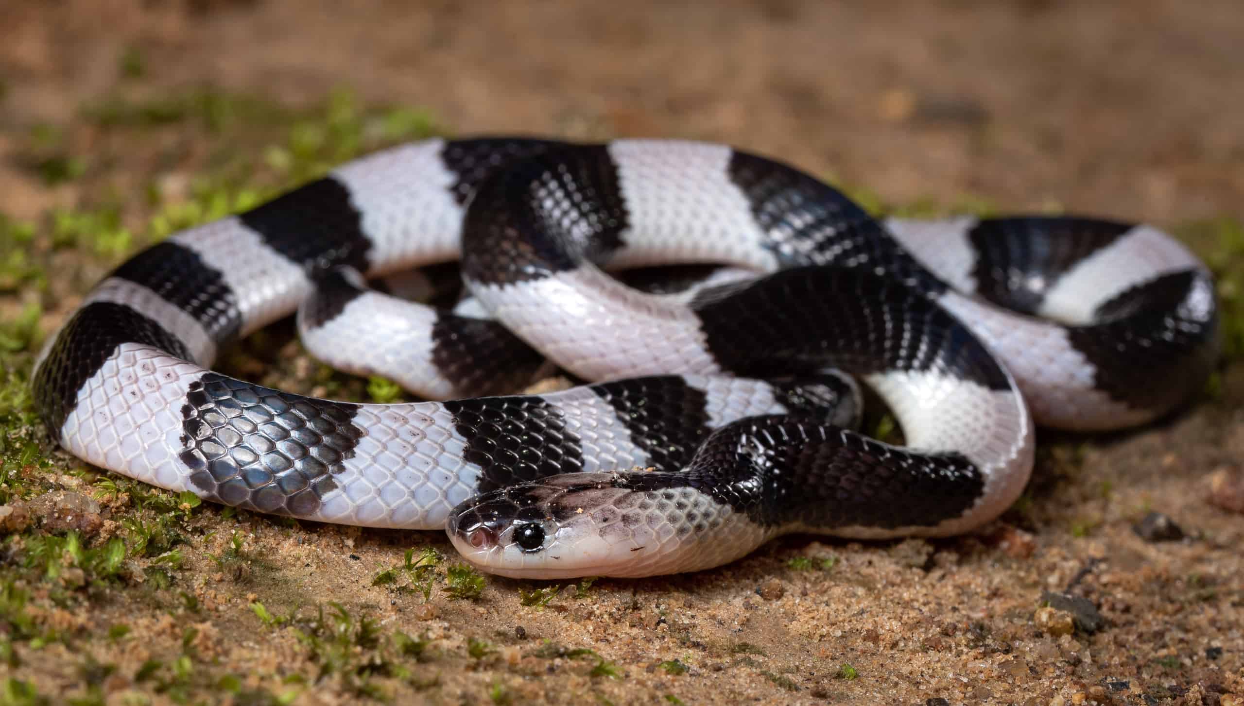 2560x1454 Malayan Krait Z Animals