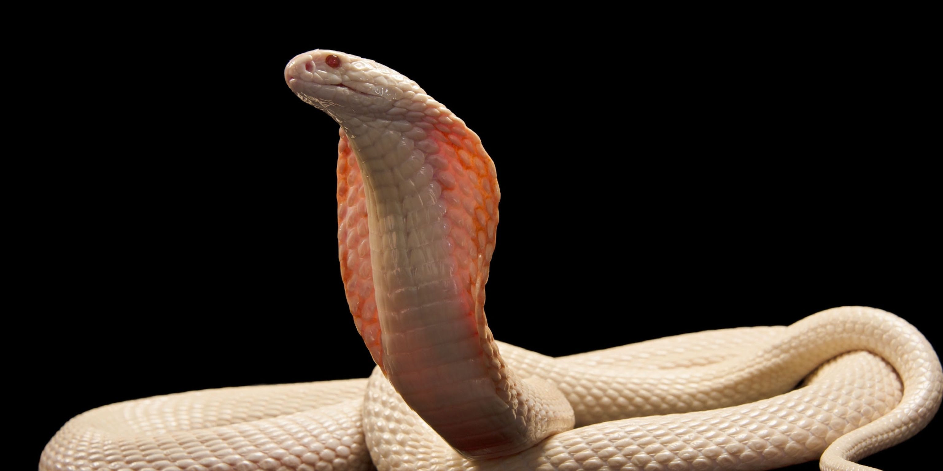 3072x1536 Antivenom Can Treat 18 Kinds of Snakebites