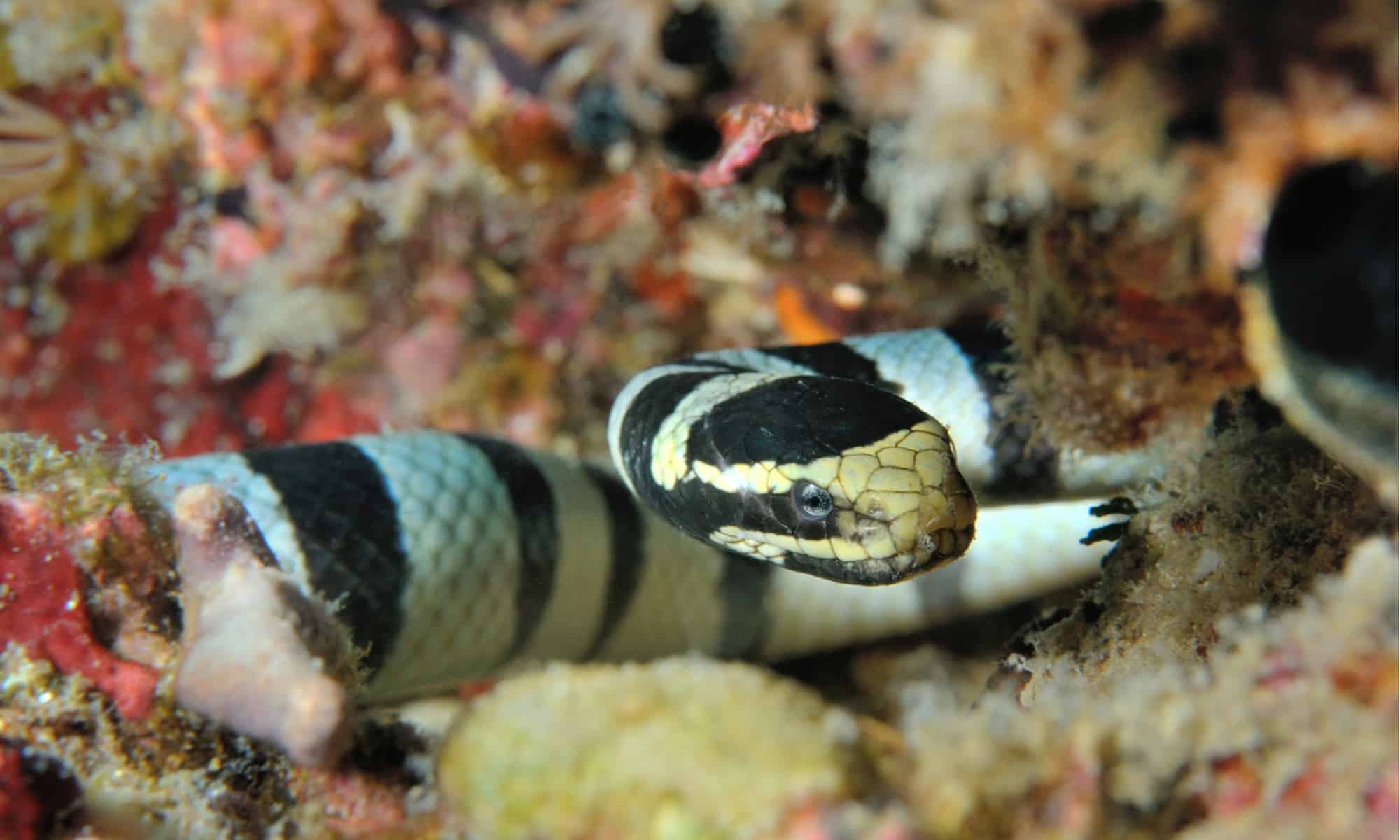 2000x1200 Krait Z Animals