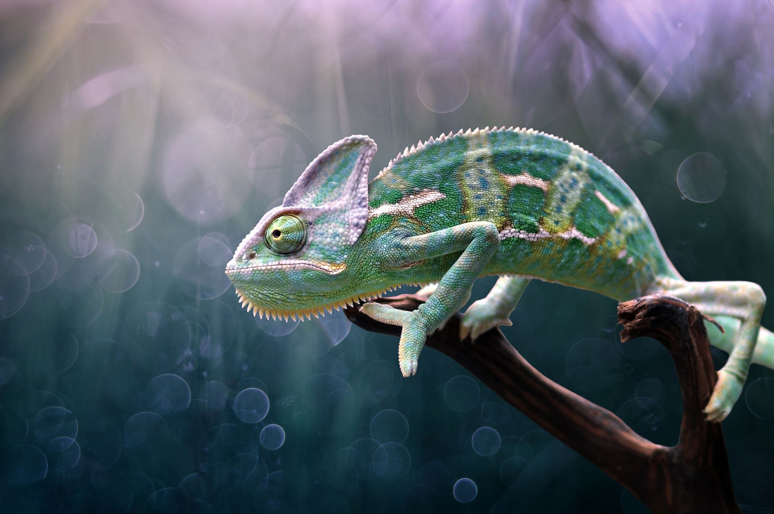 2499x1660 Wallpaper chameleon, chameleon, Edy