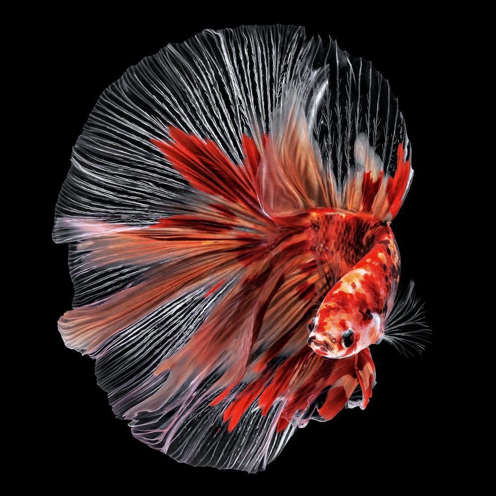 1000x1000 Betta Fish Pamungkas as art print