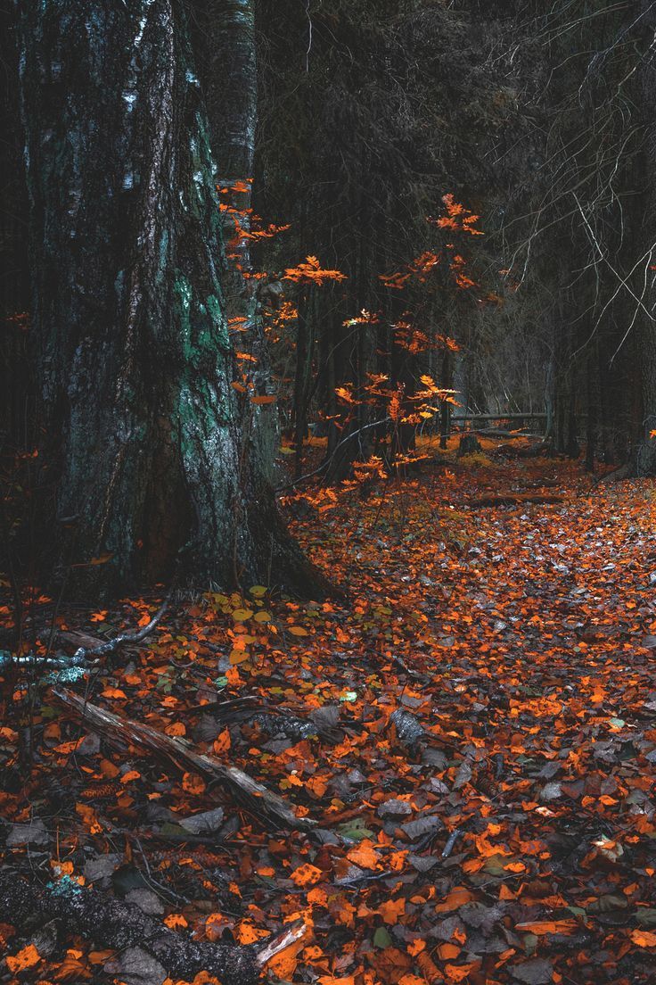 736x1104 Trendy October & Halloween Wallpaper
