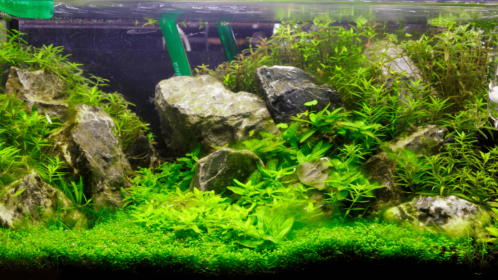1600x900 Styles of Nature Aquariums
