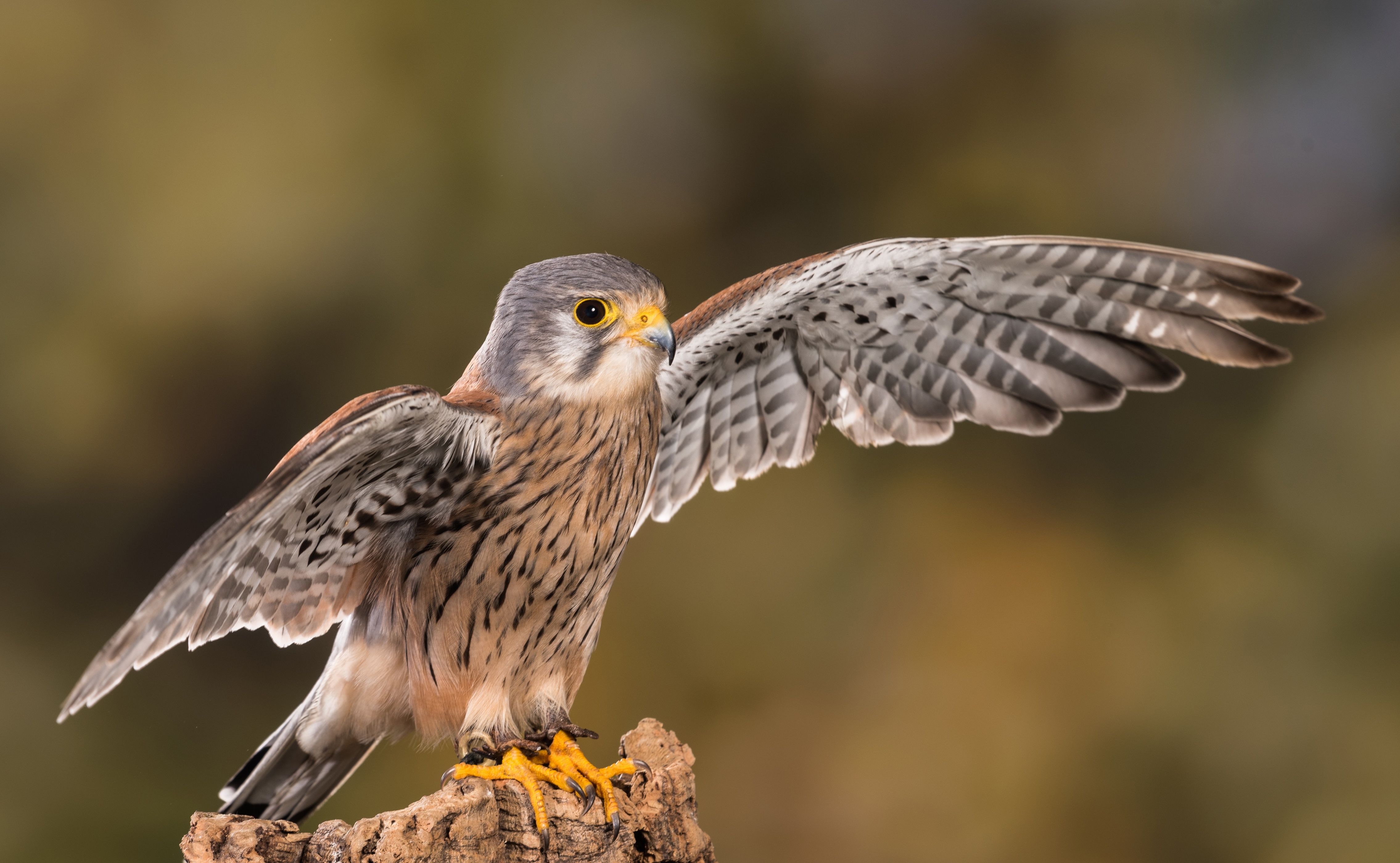 4540x2800 Prey Animal Kestrel 4k Ultra HD Wallpaper