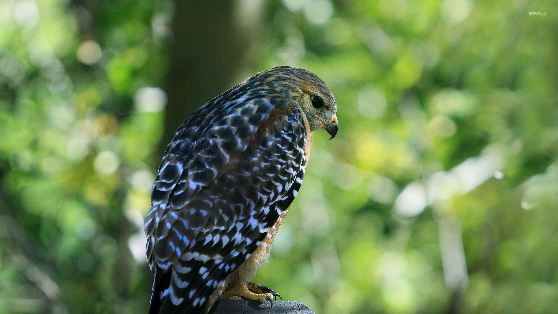 1920x1080 American kestrel wallpaper