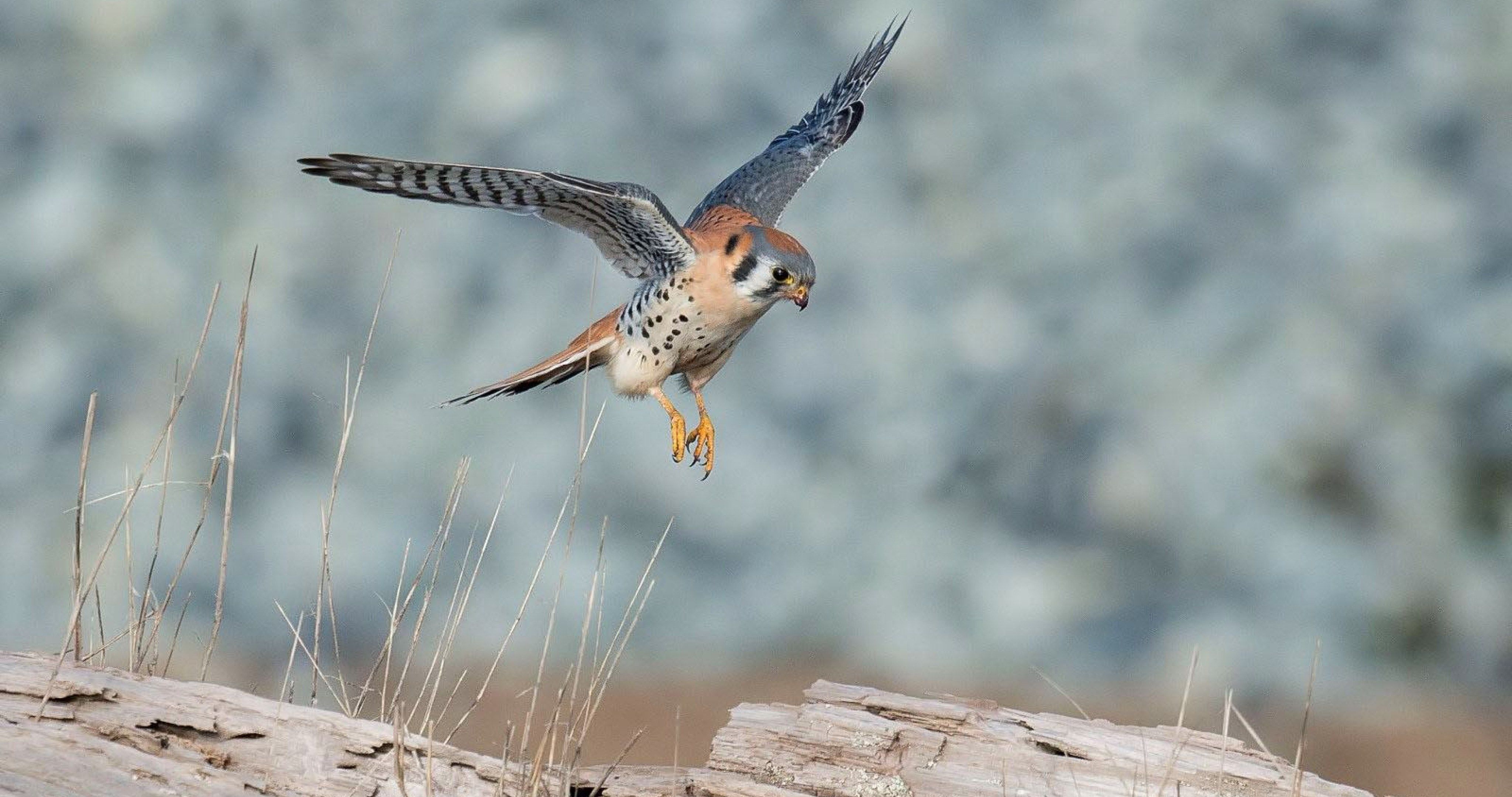4096x2160 Kestrel Wallpaper