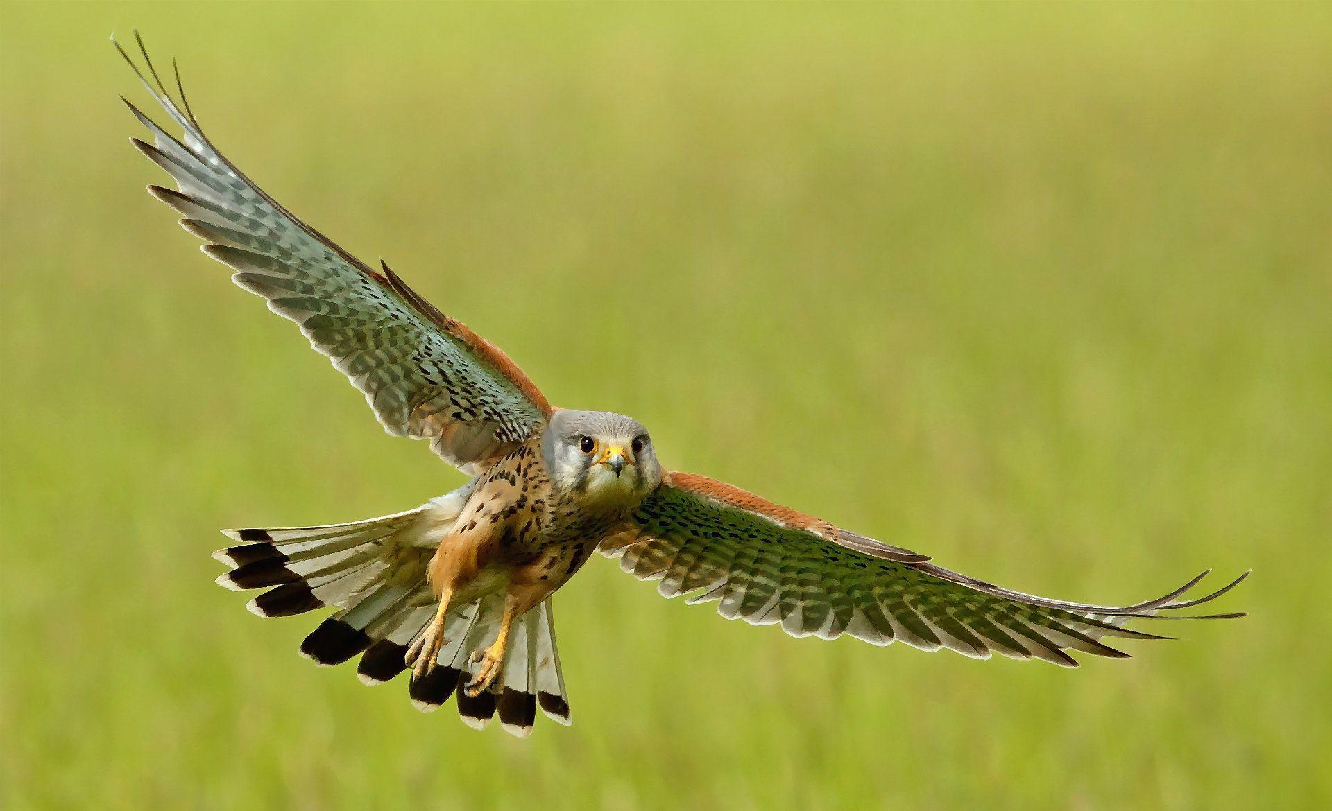 1920x1170 Kestrel Animal Bird HD Wallpaper