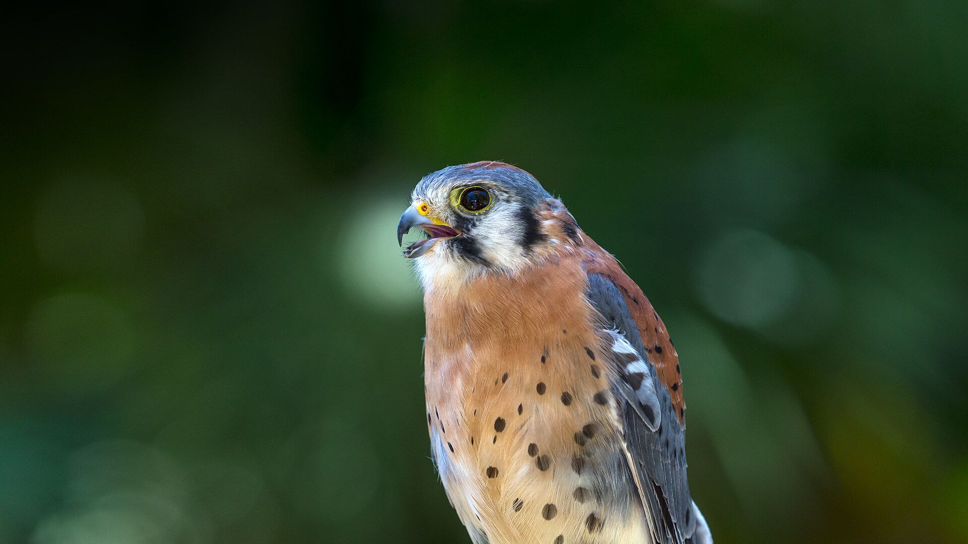 1920x1080 American Kestrel. San Diego Zoo
