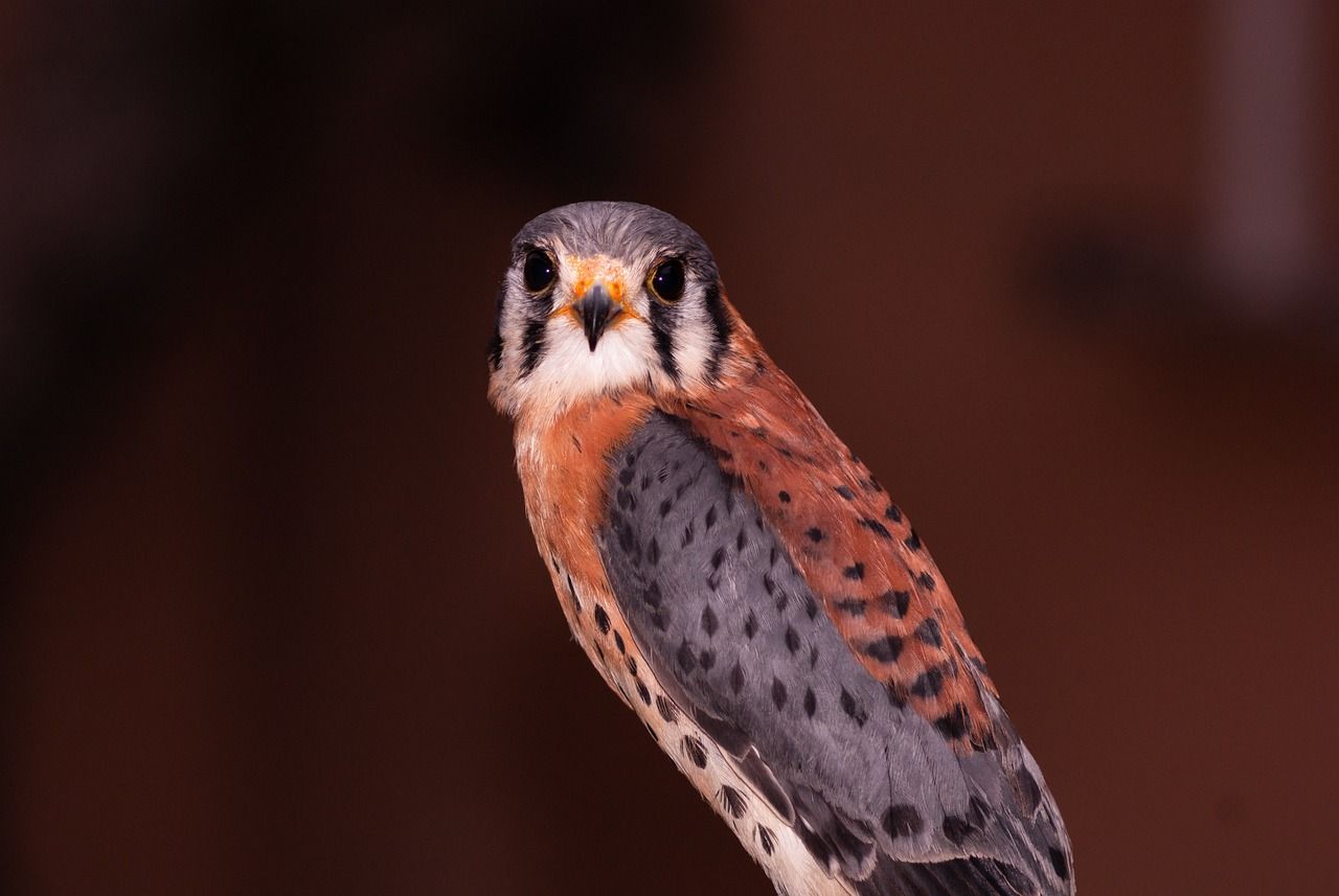 1280x857 Bird Kestrel Ornithology photo