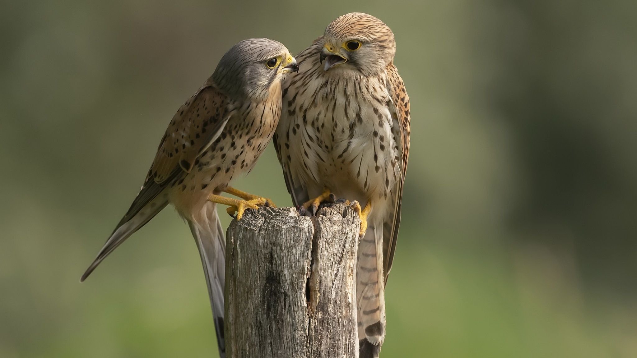 2048x1152 Wallpaper bird, Falcon, Kestrel