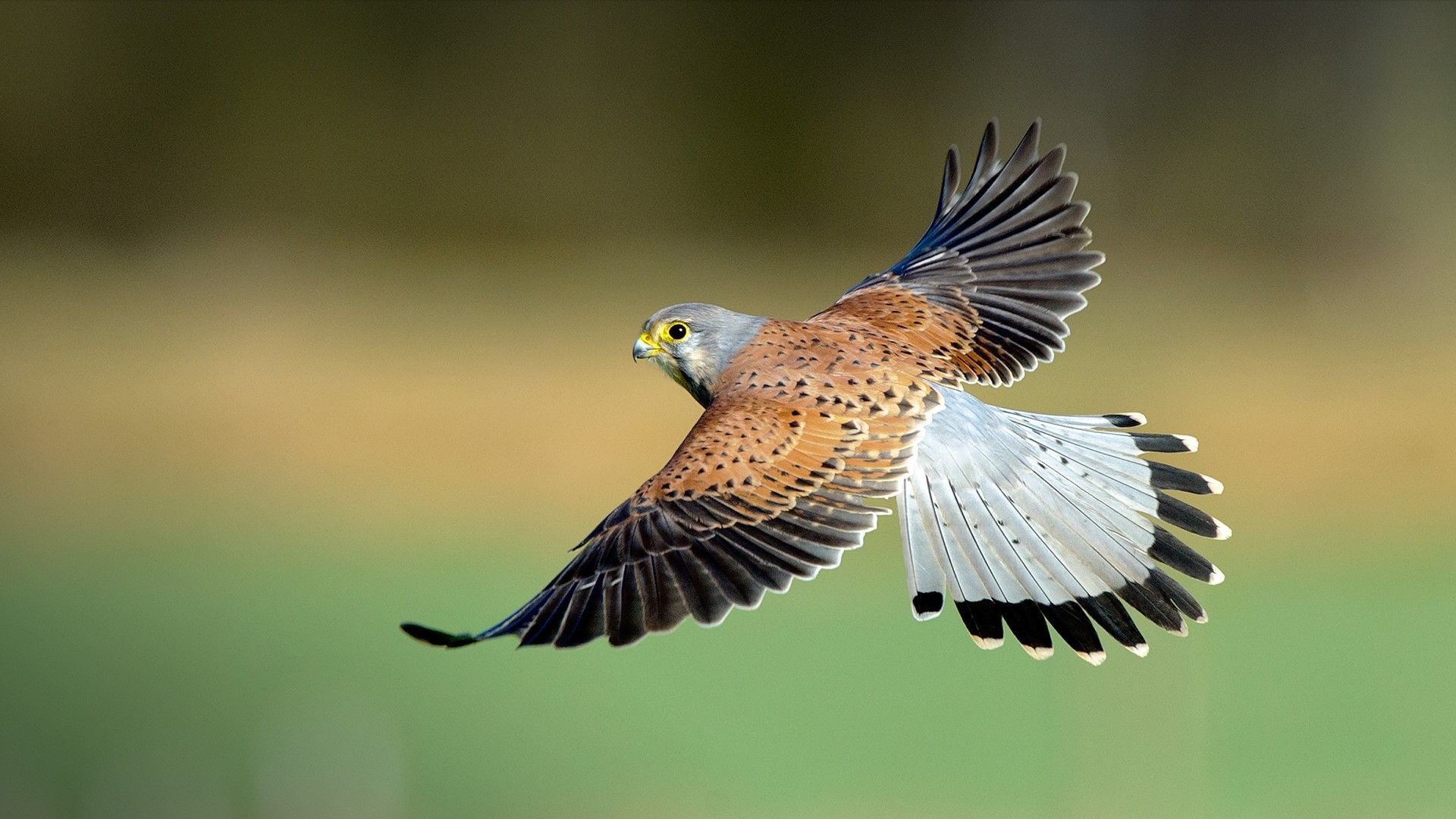 1920x1080 Kestrel hawk fly, North Yorkshire