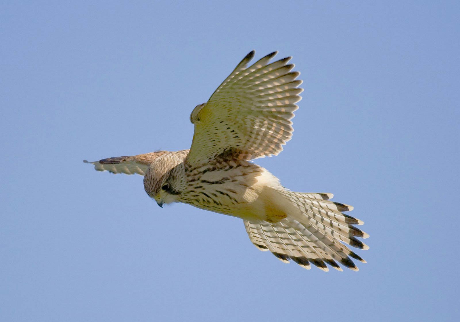 1600x1120 Free Kestrel Wallpaper