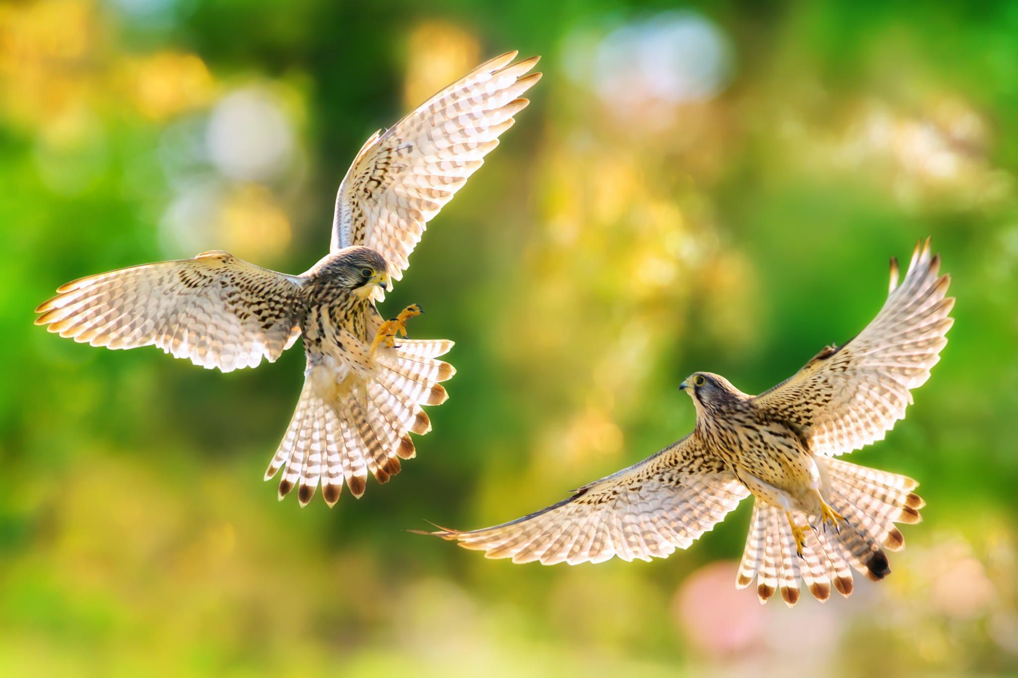2048x1365 Bokeh Bird Animal Kestrel HD Wallpaper