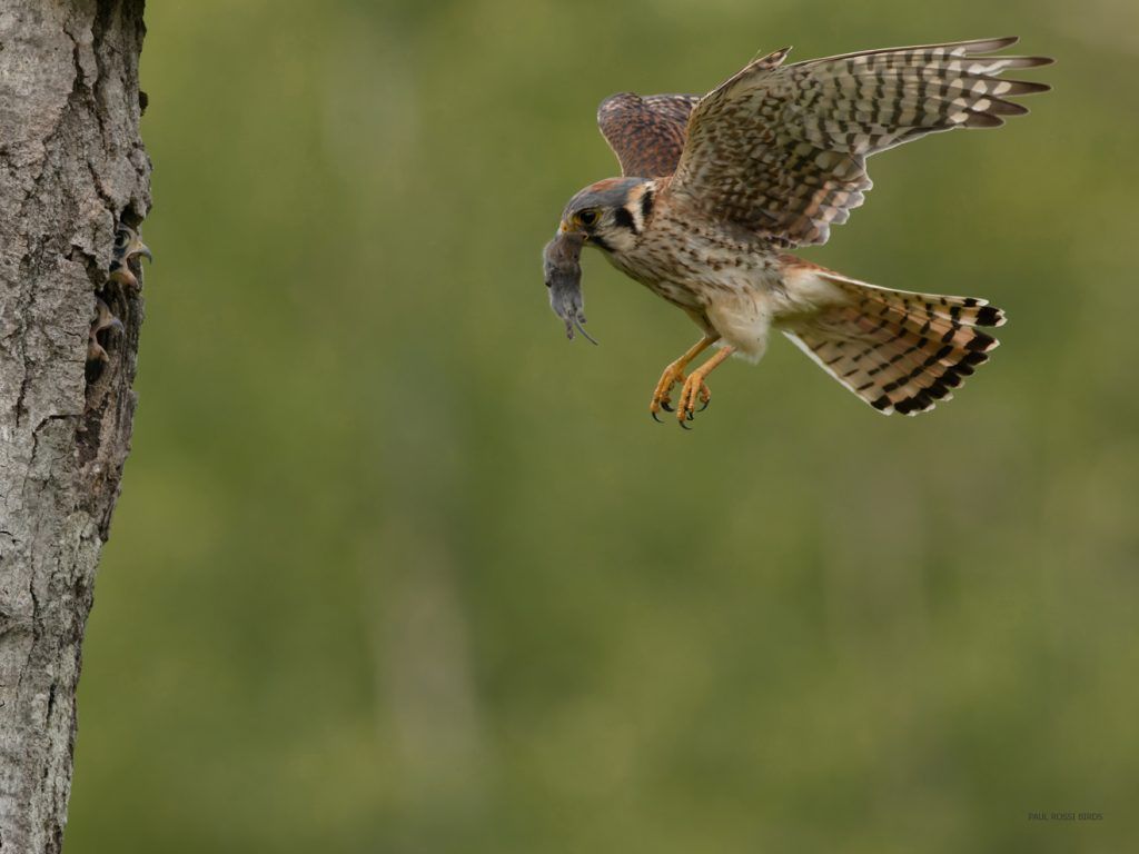 1024x768 Kestrel Nests