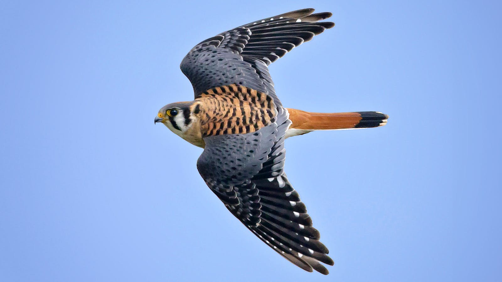 1600x900 Kestrels in Texas