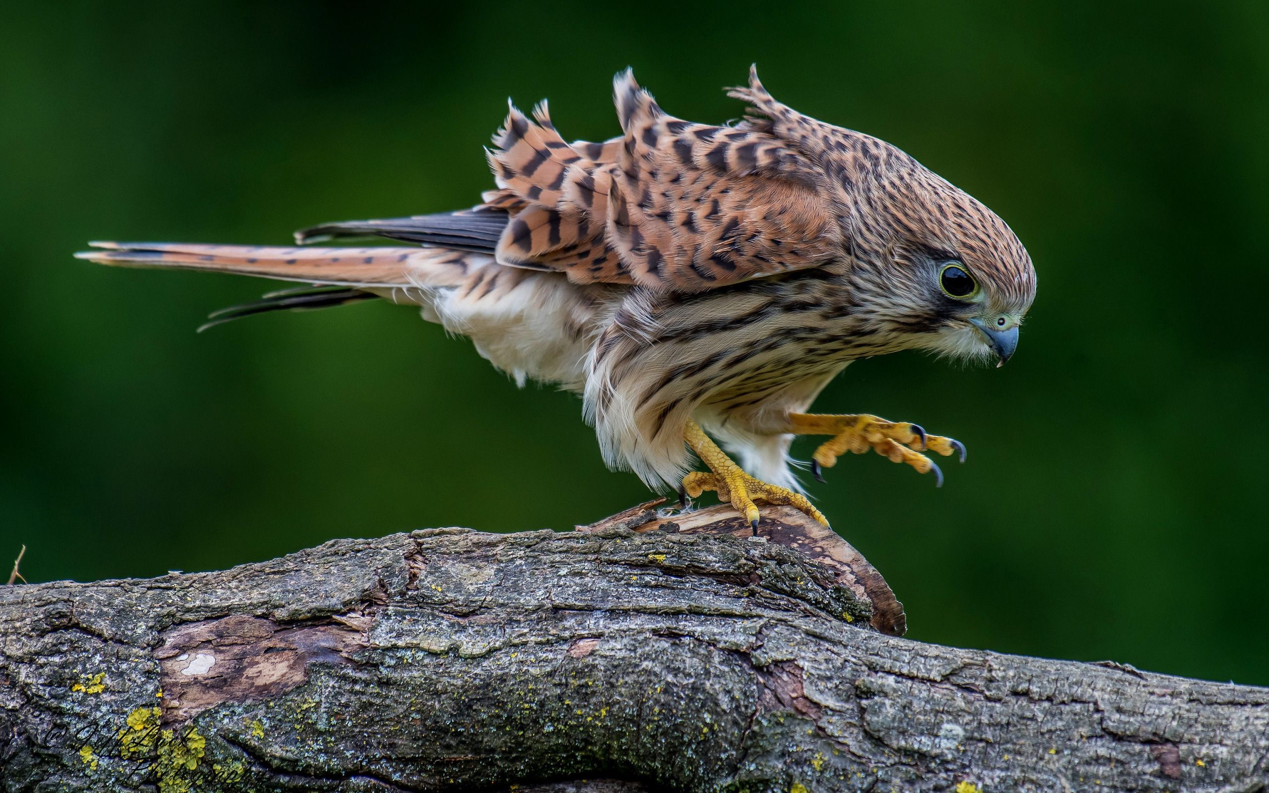 2560x1600 wallpaper pose, background, bird