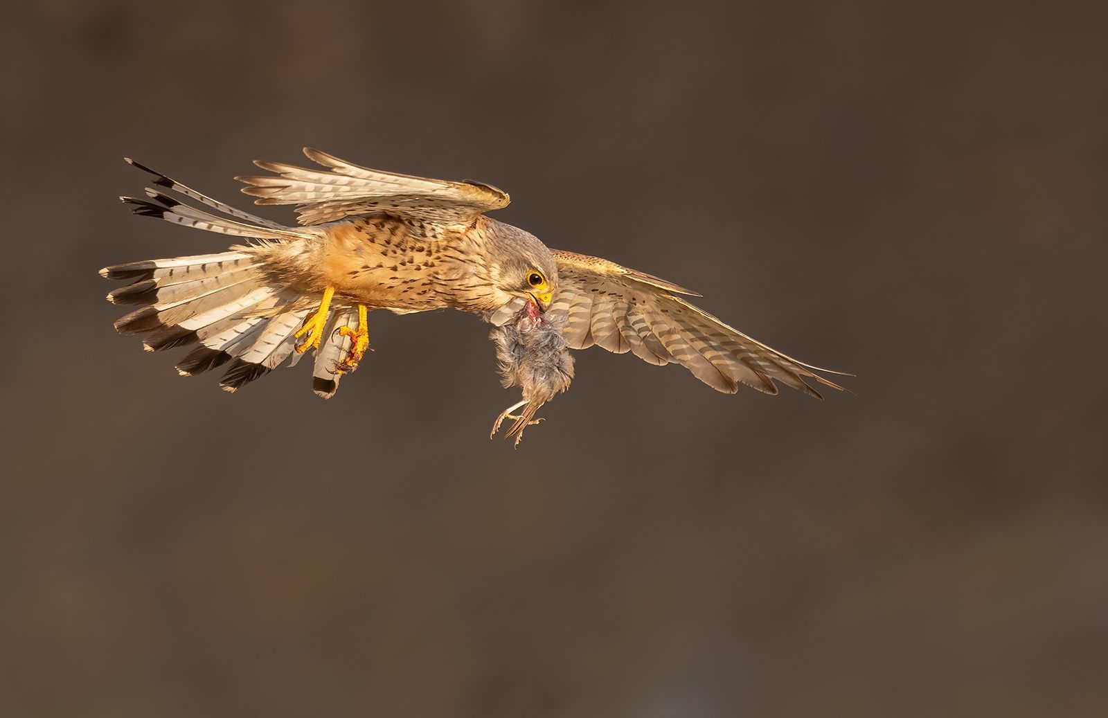 1600x1037 How to Photograph Kestrels