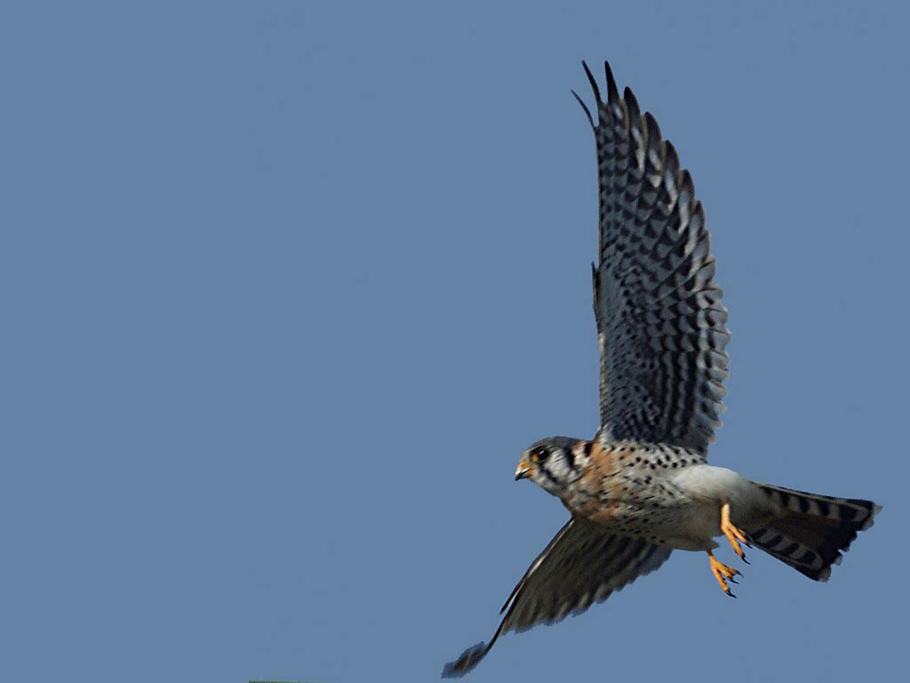 1024x768 Kestrel Wallpaper and Background