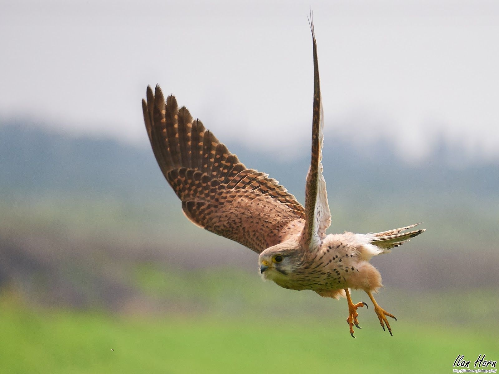 1600x1200 Common Kestrel in Flight